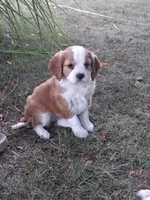 Pancakes, a female Cavalier King Charles Spaniel for sale in Harris, MN – 2 of 2