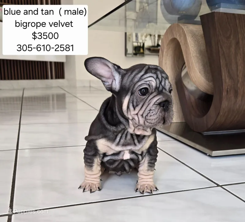 Mr. Blue – French Bulldog puppy for sale in Miami, FL