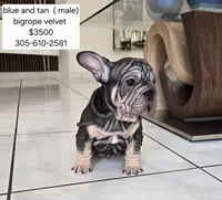 Mr. Blue, a male French Bulldog for sale in Miami, FL – Photo 1 of 9