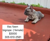 Mr. Blue, a male French Bulldog for sale in Miami, FL – Photo 7 of 9