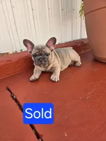 Mr. Blue, a male French Bulldog for sale in Miami, FL – 3 of 5