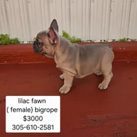 Mr. Blue, a male French Bulldog for sale in Miami, FL – Photo 6 of 9