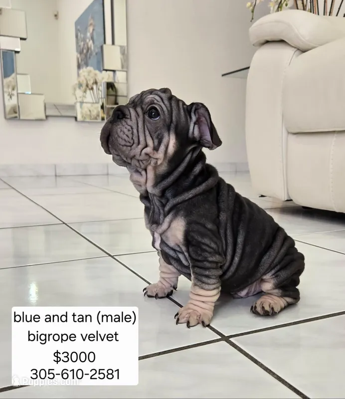 Mr. Blue – French Bulldog puppy for sale in Miami, FL
