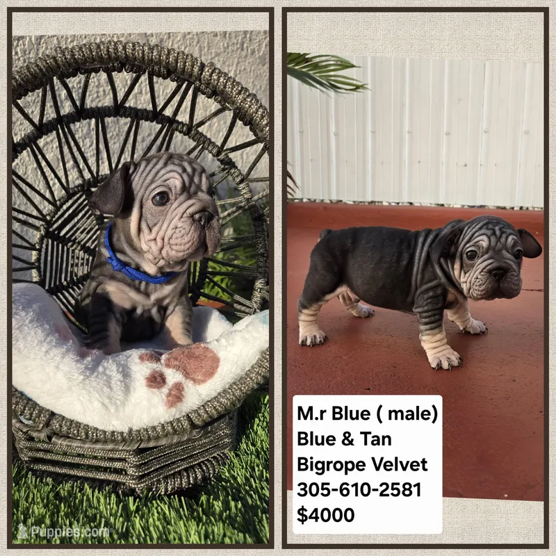 Ms. Pink – French Bulldog puppy for sale in Miami, FL