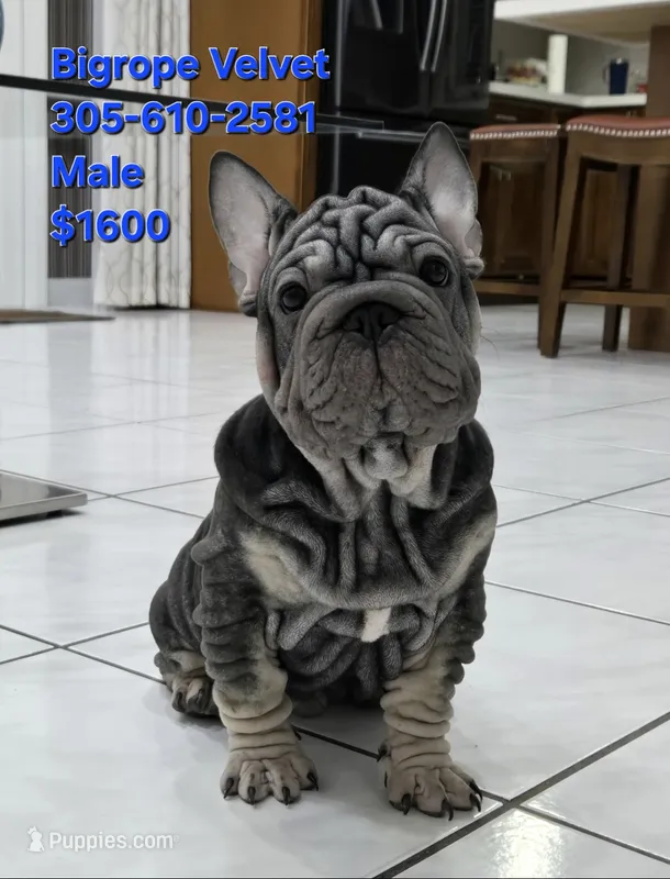 Mr. Blue – French Bulldog puppy for sale in Miami, FL