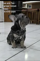 Mr. Blue, a male French Bulldog for sale in Miami, FL – 2 of 5