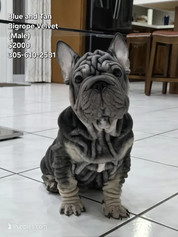 Ms. ORANGE – French Bulldog puppy for sale in Miami, FL