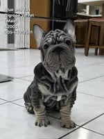 Ms. ORANGE, a female French Bulldog for sale in Miami, FL – 1 of 6