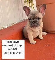 Ms. Yellow , a female French Bulldog for sale in Miami, FL – Photo 2 of 10