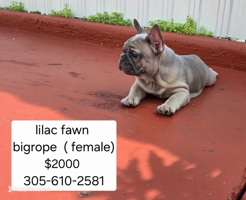 Ms. Yellow  – French Bulldog puppy for sale in Miami, FL