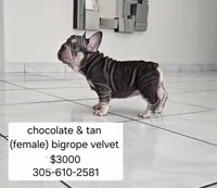 Ms. Yellow , a female French Bulldog for sale in Miami, FL – Photo 4 of 10