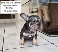 Ms. Yellow , a female French Bulldog for sale in Miami, FL – Photo 9 of 10
