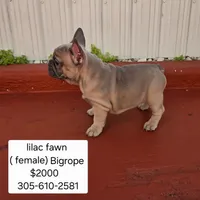 Ms. Yellow , a female French Bulldog for sale in Miami, FL – Photo 3 of 10