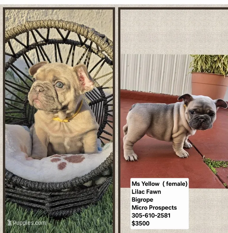 Ms. Yellow  – French Bulldog puppy for sale in Miami, FL