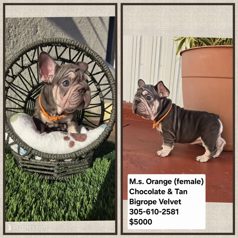 Mr. Blue – French Bulldog puppy for sale in Miami, FL