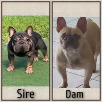 Ms. ORANGE, a female French Bulldog for sale in Miami, FL – Photo 5 of 5