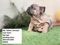 Ms. ORANGE, a female French Bulldog for sale in Miami, FL – Photo 4 of 5