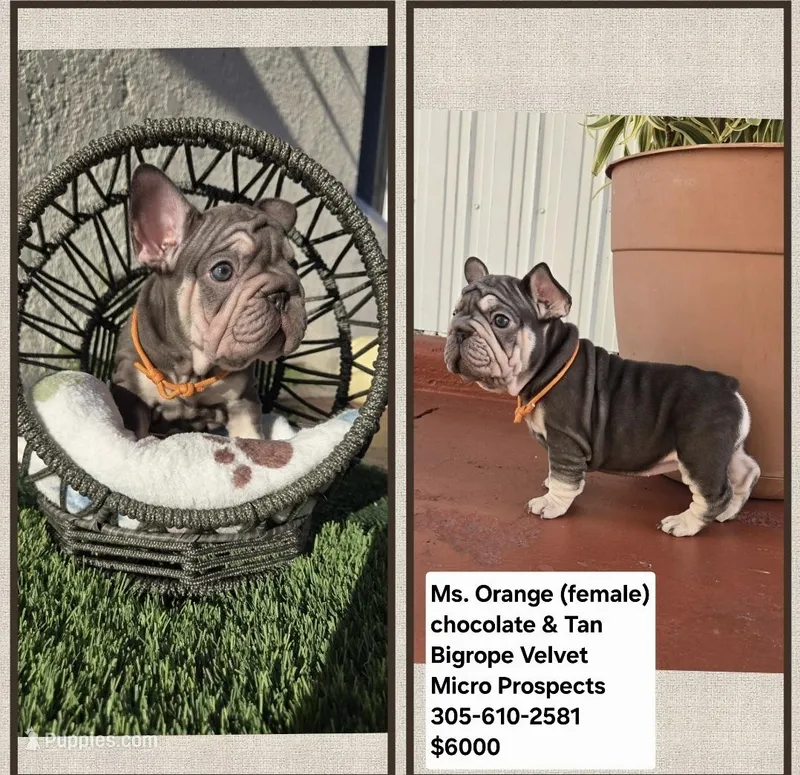 Ms. ORANGE – French Bulldog puppy for sale in Miami, FL
