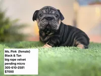Ms. ORANGE, a female French Bulldog for sale in Miami, FL – Photo 3 of 5