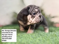 Ms. ORANGE, a female French Bulldog for sale in Miami, FL – Photo 1 of 5