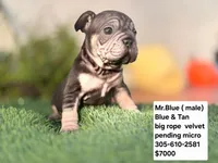 Ms. ORANGE, a female French Bulldog for sale in Miami, FL – Photo 2 of 5