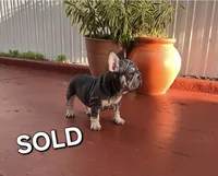 Ms. ORANGE, a female French Bulldog for sale in Miami, FL – 5 of 6