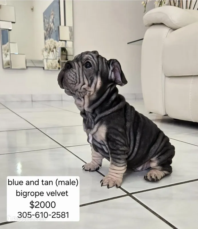 Ms. ORANGE – French Bulldog puppy for sale in Miami, FL