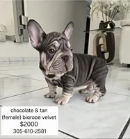 Ms. ORANGE, a female French Bulldog for sale in Miami, FL – Photo 2 of 9