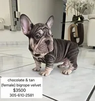 Ms. ORANGE, a female French Bulldog for sale in Miami, FL – Photo 3 of 10