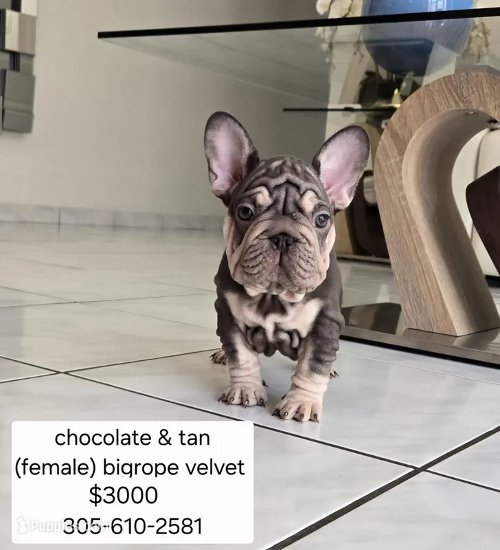 Ms. ORANGE – French Bulldog puppy for sale in Miami, FL