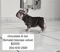 Ms. ORANGE, a female French Bulldog for sale in Miami, FL – Photo 4 of 9
