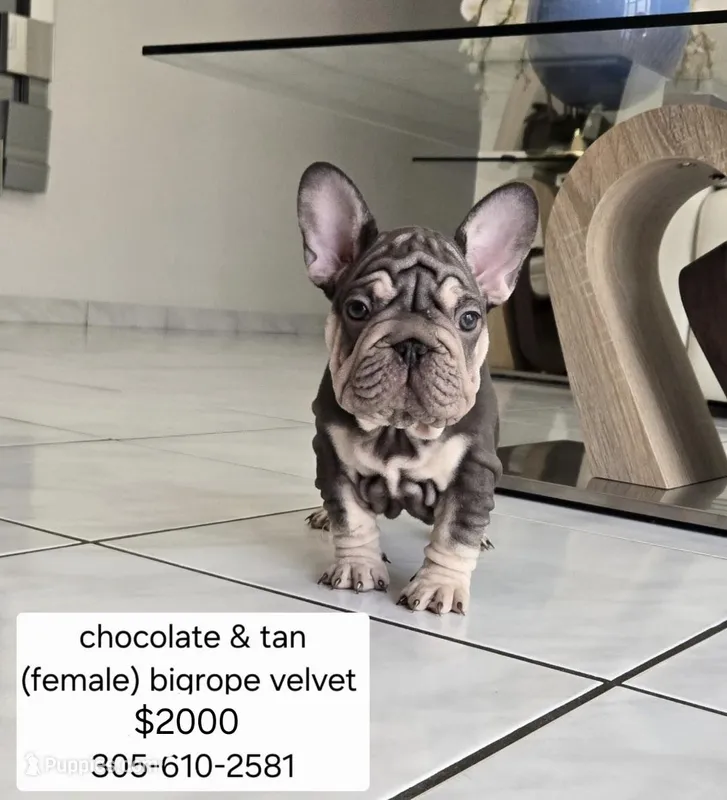 Ms. ORANGE – French Bulldog puppy for sale in Miami, FL