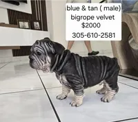 Ms. ORANGE, a female French Bulldog for sale in Miami, FL – Photo 8 of 9