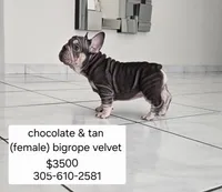 Ms. ORANGE, a female French Bulldog for sale in Miami, FL – Photo 2 of 10