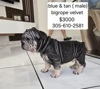 Ms. ORANGE, a female French Bulldog for sale in Miami, FL – Photo 6 of 10