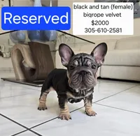 Ms. ORANGE, a female French Bulldog for sale in Miami, FL – 3 of 6