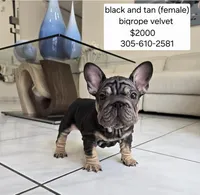 Ms. ORANGE, a female French Bulldog for sale in Miami, FL – Photo 3 of 9