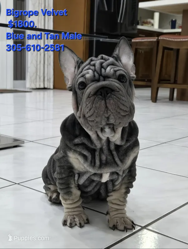 Mr. Blue – French Bulldog puppy for sale in Miami, FL