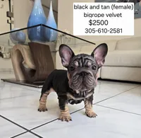Ms. Pink, a female French Bulldog for sale in Miami, FL – Photo 1 of 10