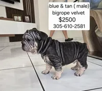 Ms. Pink, a female French Bulldog for sale in Miami, FL – Photo 8 of 10