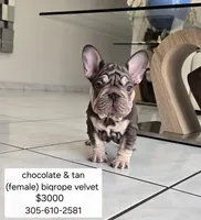 Ms. Pink, a female French Bulldog for sale in Miami, FL – Photo 3 of 10