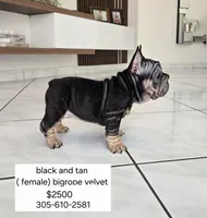 Ms. Pink, a female French Bulldog for sale in Miami, FL – Photo 2 of 10