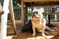 Salt, a female French Bulldog for sale in Atlanta, GA – Photo 5 of 6