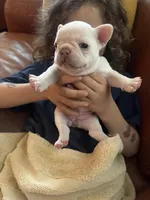 Salt, a female French Bulldog for sale in Atlanta, GA – Photo 3 of 6