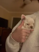 Salt, a female French Bulldog for sale in Atlanta, GA – Photo 4 of 6