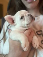 Salt, a female French Bulldog for sale in Atlanta, GA – Photo 1 of 6