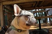 Salt, a female French Bulldog for sale in Atlanta, GA – Photo 6 of 6