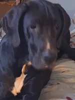 Streaker, a female Great Dane for sale in Warsaw, NY – Photo 1 of 2