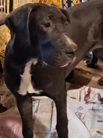 Streaker, a female Great Dane for sale in Warsaw, NY – Photo 2 of 2