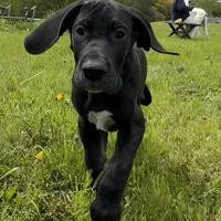 Jaden, a female Great Dane for sale in Warsaw, NY – Photo 3 of 6